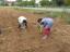 Plantação e semeação das culturas (3)
